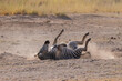a zebra rolls in the dust of Amboseli NP