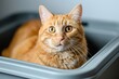 Ginger cat in litter box looking at camera