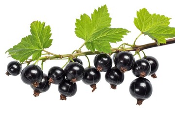 Wall Mural - Isolated black currant branch on a white background