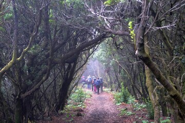 Wall Mural - Silhouettes of hiking people in beautiful forest on tourist trail from Pilar to Caldera de Taburiente National Park, La Palma, Canary Islands, Spain