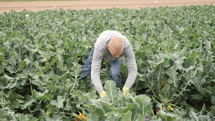 Wall Mural - Positive european man picking harvest of broccoli on the field