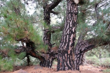 Wall Mural - Large old tree of Pinus canariensis (Pino Canario) in National Park Caldera de Taburiente, La Palma, Canary Islands, Spain. 