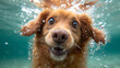 Unterwasserfreuden - Ein verspielter Spaniel erkundet neugierig die kühle Welt unter der Wasseroberfläche