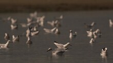 A Large Flock Of Black-headed Gull (Chroicocephalus Ridibundus) Swimming On Mirror-smooth Water