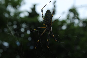 spider on a web