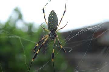 spider on web
