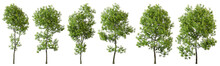 Cutout Environmental Trees Growth Shapes Set Transparent Backgrounds 3d Render Png File