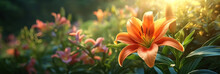 Banner With Blooming Orange Lilies Close-up In Garden On Sunny Warm Day, Beautiful Flowers On Natural Background
