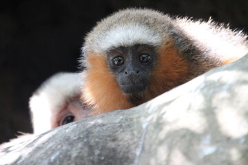 close up of a black faced lemur