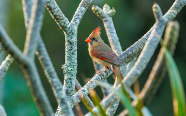 Wall Mural - female cardinal perched on tree branch