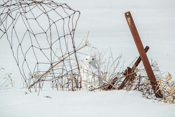 Wall Mural - male snowy owl hidden in snow