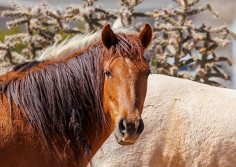 wild horse in field of grass