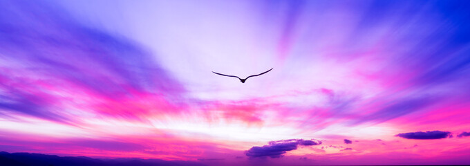 Wall Mural - Sunset Bird Flying Soaring Banner Header Colorful Divine Hope Ethereal Sunrise