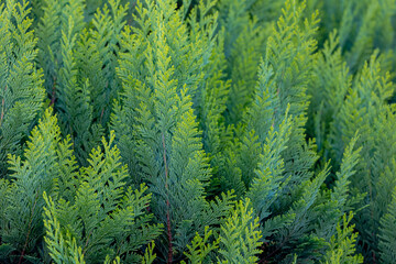 Wall Mural - Green and yellow leaves of Chamaecyparis lawsoniana in garden, Port Orford cedar or Lawson cypress is a species of conifer in the genus Chamaecyparis, Family Cupressaceae, Nature greenery background.