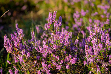 Sticker - Selective focus of purple flowers in the filed, Calluna vulgaris (heath, ling or simply heather) is the sole species in the genus Calluna, Flowering plant family Ericaceae, Nature floral background.