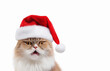 © ulkas - Cat with santa hat. New year concept.