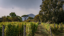Vineyard In Pompeii With The Mount Vesuvius Volcano Looming In The Background.