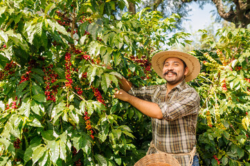 Wall Mural - Happy farmers picking Arabica coffee beans on the coffee tree.