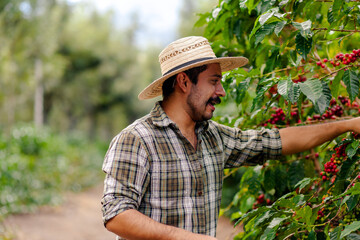 Wall Mural - A Latino man works picking coffee at an Arabic coffee farm.