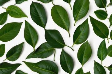 Wall Mural - green leaves on a white background