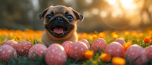 Small Dog Sitting In A Field Of Eggs