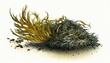 Sea Moss, irish wild harvested dried seaweed, healthy used as food supplement