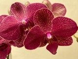Fototapeta Storczyk - Beautiful flowers and orchids from the interior of the state of São Paulo