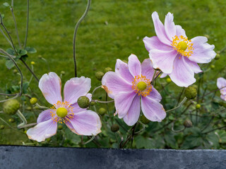 Canvas Print - Japanese thimbleweed in Glasgow, Scotland