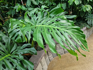 
Indoor garden with monstera leaves.
