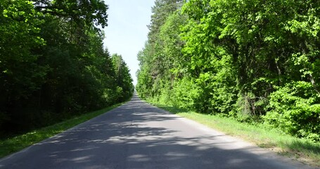 Wall Mural - paved road with trees in the forest in sunny weather, trees along the paved road for cars