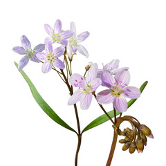 Claytonia virginica (Virginia Spring Beauty) Native North American Spring Wildflower Isolated