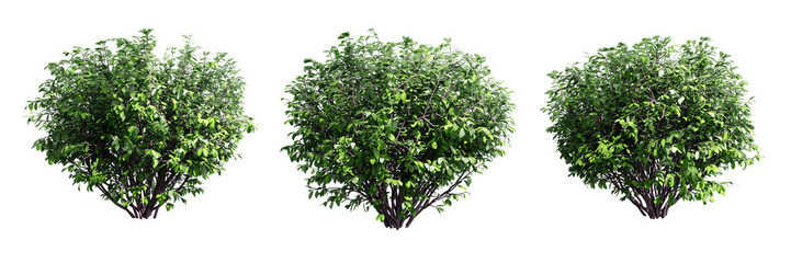 Poster - Euonymus isolate transparent background.3d rendering PNG