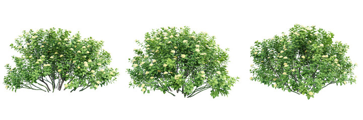 Poster - Spiraea betulifolia trees isolate transparent background.3d rendering PNG