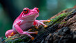 a pink frog with vivid red eyes. Frog perched on a branch in a moist forest. Generative Ai.
