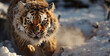 Un tigre de Sibérie marchant dans la neige, image avec espace pour texte.