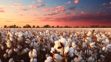 Branch Of Ripe Cotton. Cotton Buds In The Field.  Landscape. Cotton Plantation Background Farming Concept