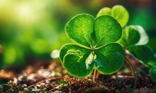 One Beautiful Leaf Of Four-leaf Clover On A Picturesque Natural Background