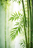 Fototapeta Sypialnia - bamboo forest background