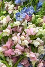 Close View Of Various Colors Of Snapdragon Flowers. Spring Summer Floral Backdrop.