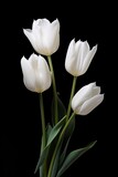 Fototapeta Tulipany - Four white tulips arranged in a vase on a black background