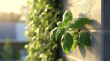 Basil Plant In Eco Garden On Sunny Wall, Morning Dew Fresh. Green Basil In Small Garden, Part Of Modern, Sustainable Home Life.