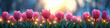 Mystical Tulips with Blurred Background and Beautiful Lights - banner size