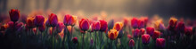 Mystical Tulips With Blurred Background And Beautiful Lights - Banner Size