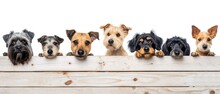 Various Breeds Of Dogs Peek Out From Behind A Wooden Fence. Concept For Pets, Veterinary Clinic Or Nutrition, Food For Dogs. Banner With Space For Text