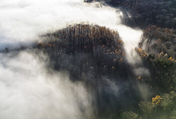 Wall Mural - mist and fog over mountain forest