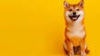 Studio shot of a happy Shiba Inu dog sitting against a yellow background
