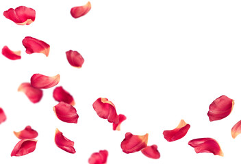 pink tulip petals fly in a semicircle, on an isolated white background