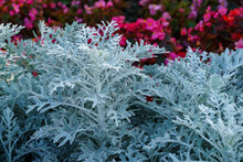 Natural Macro Background With Silver Leaves Of Cineraria Maritima (Jacobaea Maritima) Or Dusty Miller (silver Ragwort) Close-up.