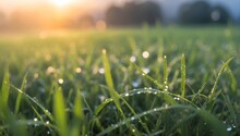 Dewy Grass Field At Dawn, With The Light Creating A Rainbow Effect In The Droplets. Generative AI