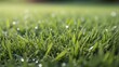 Freshly mowed lawn with morning dew, close-up. generative AI